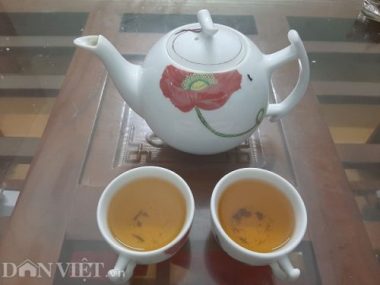 Phú Thọ: Tìm giống chè tím được ví là 'cha đẻ' của chè Việt Nam