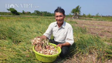 Nam Định: Đinh lăng giá rẻ như cho, từ cây làm giàu thành cây 'chết dở'