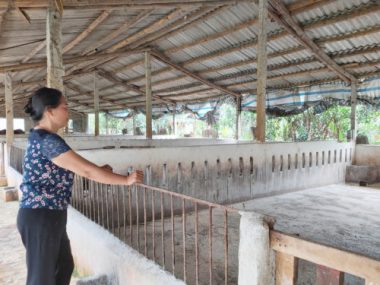 Tái đàn lợn thời dịch tả lợn châu Phi: “Cuộc chơi” không dành cho người liều  - Ảnh 1.