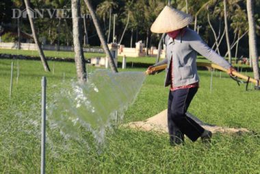 Quảng Ngãi: Lý Sơn bí đường chống hạn cho cây trồng? - Ảnh 4.