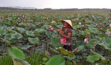 Cả làng trồng sen, chỉ bán hạt cũng lãi gấp đôi so với cấy lúa