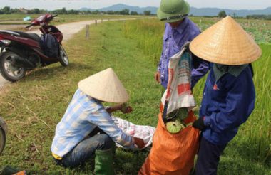 Cả làng trồng sen, chỉ bán hạt cũng lãi gấp đôi so với cấy lúa