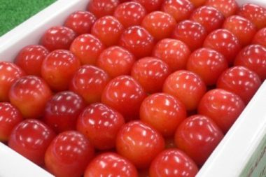 Cherry Nhật đắt kỷ lục, về Việt Nam giá 6,6 triệu đồng/kg