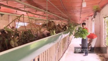 Chủ tịch Hội Nông dân Việt Nam thăm trại dê ngoại nghìn con ở Việt Nam - Ảnh 4.