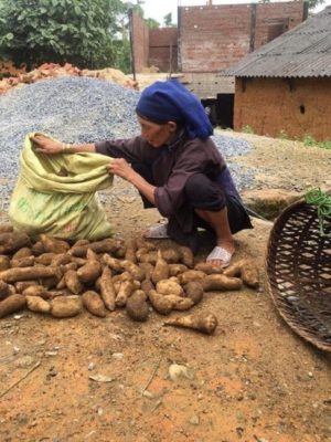 Trồng loại sâm Việt ngọt như lê, giá rẻ như khoai lang, kiếm chục triệu dễ dàng