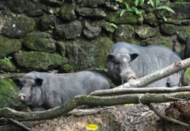 Nuôi lợn rừng lấy nanh: Phục vụ thú chơi mới kỳ công của đại gia Việt