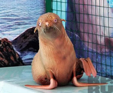 Xuất hiện hải cẩu vàng quý hiếm ra đời với tỷ lệ 1/10.000 - 3