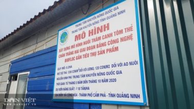 &quot;Bí quyết&quot; để anh kỹ sư công nghệ thành công ngay từ vụ tôm đầu tiên? - Ảnh 4.