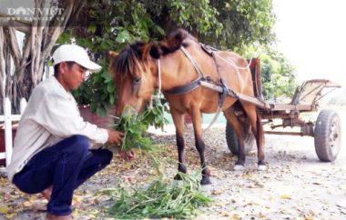 Những chiếc xe ngựa cuối cùng của vùng Bảy Núi - Ảnh 6.