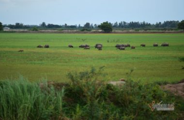 Miền Tây 'đói lũ': Đồng ruộng bỏ hoang, cá tôm èo ọt