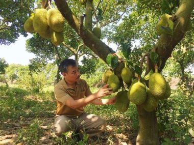 Từ 10 cây mít lạ, lão nông bất ngờ thắng lớn tiền tỷ mỗi năm