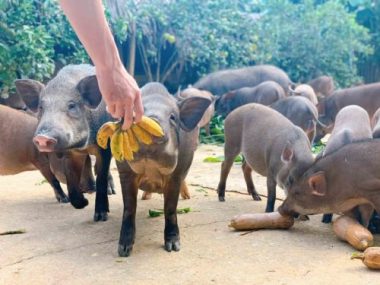 Đàn lợn rừng ăn dược liệu: Anh cán bộ xã thu tiền tỷ mỗi năm