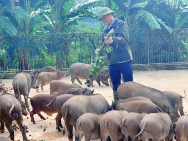 Đàn lợn rừng ăn dược liệu: Anh cán bộ xã thu tiền tỷ mỗi năm