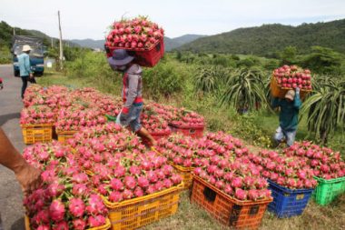 Bất ngờ tháng 9, trái cây đồng loạt tăng giá kỷ lục