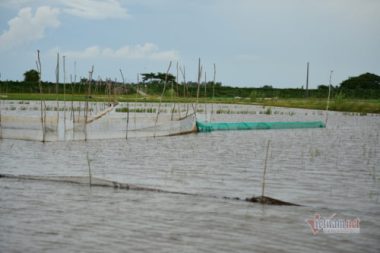 Miền Tây 'đói lũ': Đồng ruộng bỏ hoang, cá tôm èo ọt