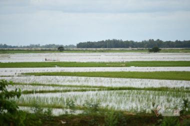 Miền Tây 'đói lũ': Đồng ruộng bỏ hoang, cá tôm èo ọt