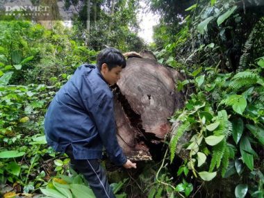 Lời man trá trong các rừng nghiến khổng lồ: Tận mục những cánh rừng tàn sát! - Ảnh 4.