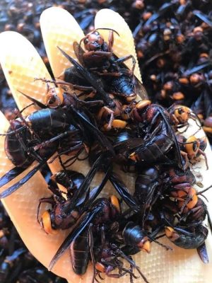 Loại ong kịch độc được rao bán nửa triệu đồng/kg, thợ săn ong rừng 10 năm nói gì?