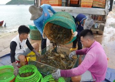 Chưa bao giờ có: Hải sản ‘nhà giàu’ tràn vỉa hè, mua cả mâm về ăn