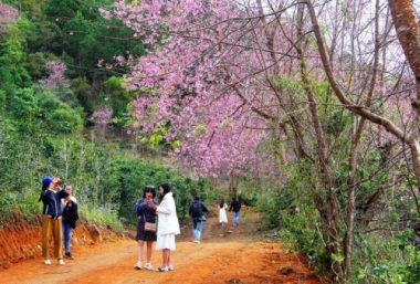 Du khách bị ‘chặt chém’ trên đường vào ngắm rừng mai anh đào ở Đà Lạt