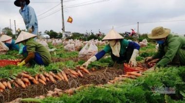 Cà rốt trúng vụ đỏ đồng, người Cẩm Giàng giữa dịch thu bạc tỷ