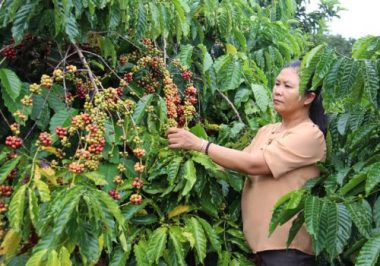 tannien/Nữ thủ lĩnh giỏi làm kinh tế đưa buôn làng khá giả - Ảnh 1.