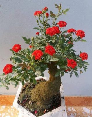 Cú lừa đau: Táo bonsai nở hoa dâm bụt, hải đường chi chít nụ keo 502