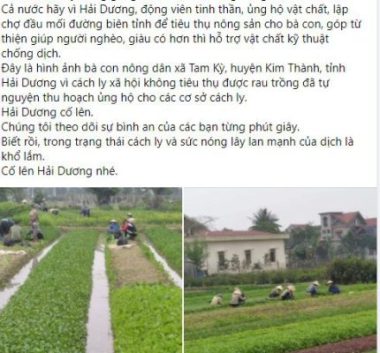 Dân tình rần rần giúp nông dân Hải Dương tiêu thụ nông sản  - Ảnh 3.