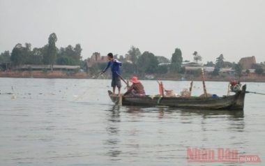 Loài cá bông lau khổng lồ, săn hàng hiếm bán giá cực rẻ