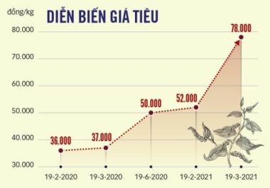 Giá tiêu tăng bất thường - Ảnh 2.