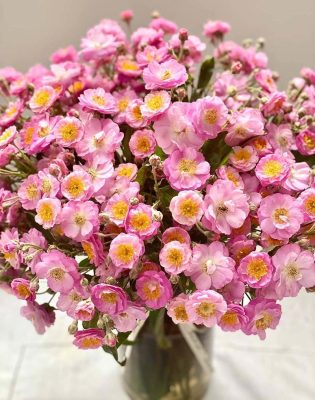 Năm chỉ có một mùa, Hà thành đổ xô mua hoa dại thôn quê chơi xuân