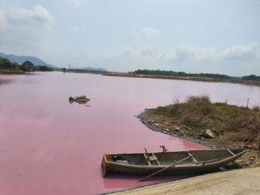 Nước trong đầm chuyển thành màu hồng, bốc mùi hôi thối /// NGUYỄN LONG