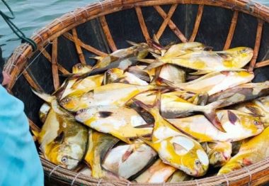 Kéo mẻ lưới bắt 300 con cá vàng rực, bán cả mớ thu 600 triệu đồng