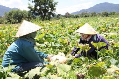 Đặc sản Tây Nguyên: Bơ giảm giá không phanh, bí đỏ phải chào bán cho gia súc