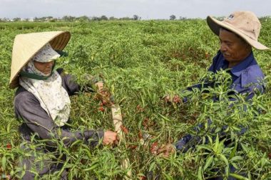 Một mùa đỏ rực cay xè nước mắt, chưa bao giờ thê thảm như vậy