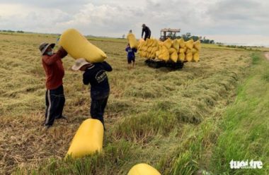 Hỏa tốc đề xuất Chính phủ yêu cầu ngân hàng cho doanh nghiệp vay vốn thu mua lúa gạo - Ảnh 1.