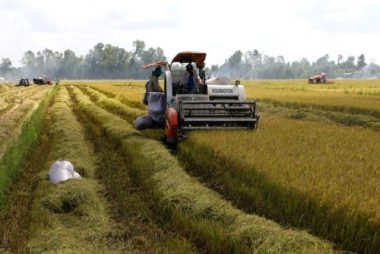 Lúa đầy đồng ở miền Tây, Bộ Nông nghiệp đề xuất mua dự trữ quốc gia - Ảnh 1.