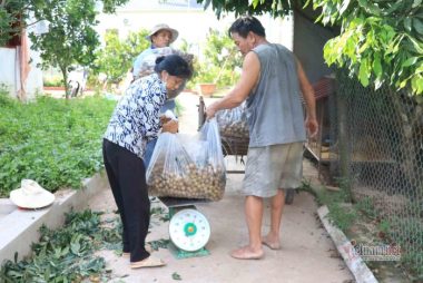 Chưa bao giờ buồn như năm nay: Nhãn Hưng Yên mất mùa, giá rẻ hơn rau