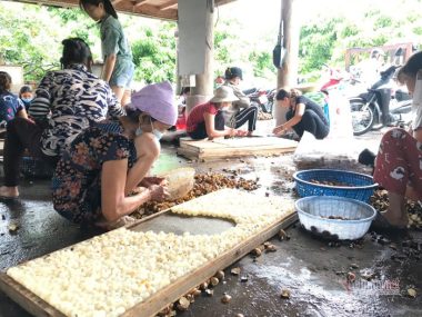 Chưa bao giờ buồn như năm nay: Nhãn Hưng Yên mất mùa, giá rẻ hơn rau