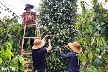 Giá vàng đen của Tây Nguyên tăng cao ngất, nông dân... tiếc đứt ruột - 1