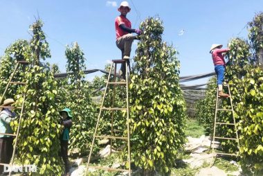 Giá vàng đen của Tây Nguyên tăng cao ngất, nông dân... tiếc đứt ruột - 2