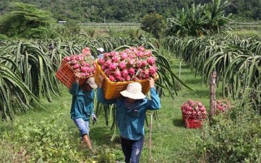 Cải cách chạm trần