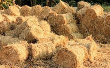 Thứ đốt bỏ khói om trời Hà Nội, Amazon bán 100 USD: Mỗi năm 3 tỷ USD ra tro