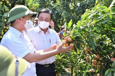 Vải thiều, nhãn ra nước ngoài bán giá cao nhưng Bộ trưởng lại thấy buồn