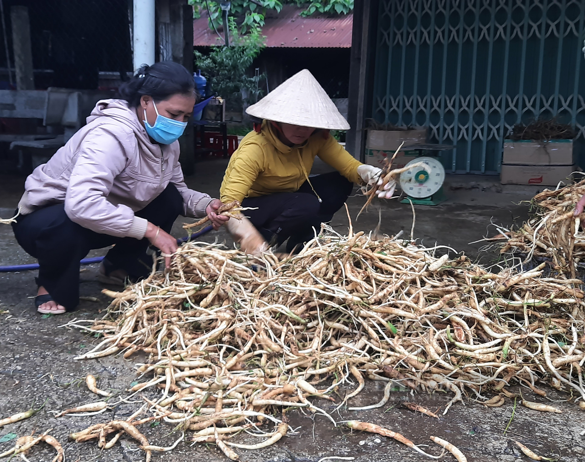 Kon Tum: Giá hồng đẳng sâm xuống thấp chưa từng có, người dân vùng núi Ngọc Linh lao đao - Ảnh 1.