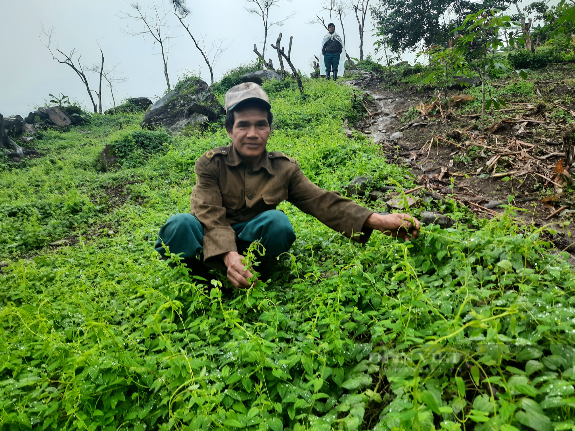 Kon Tum: Giá hồng đẳng sâm xuống thấp chưa từng có, người dân vùng núi Ngọc Linh lao đao - Ảnh 2.