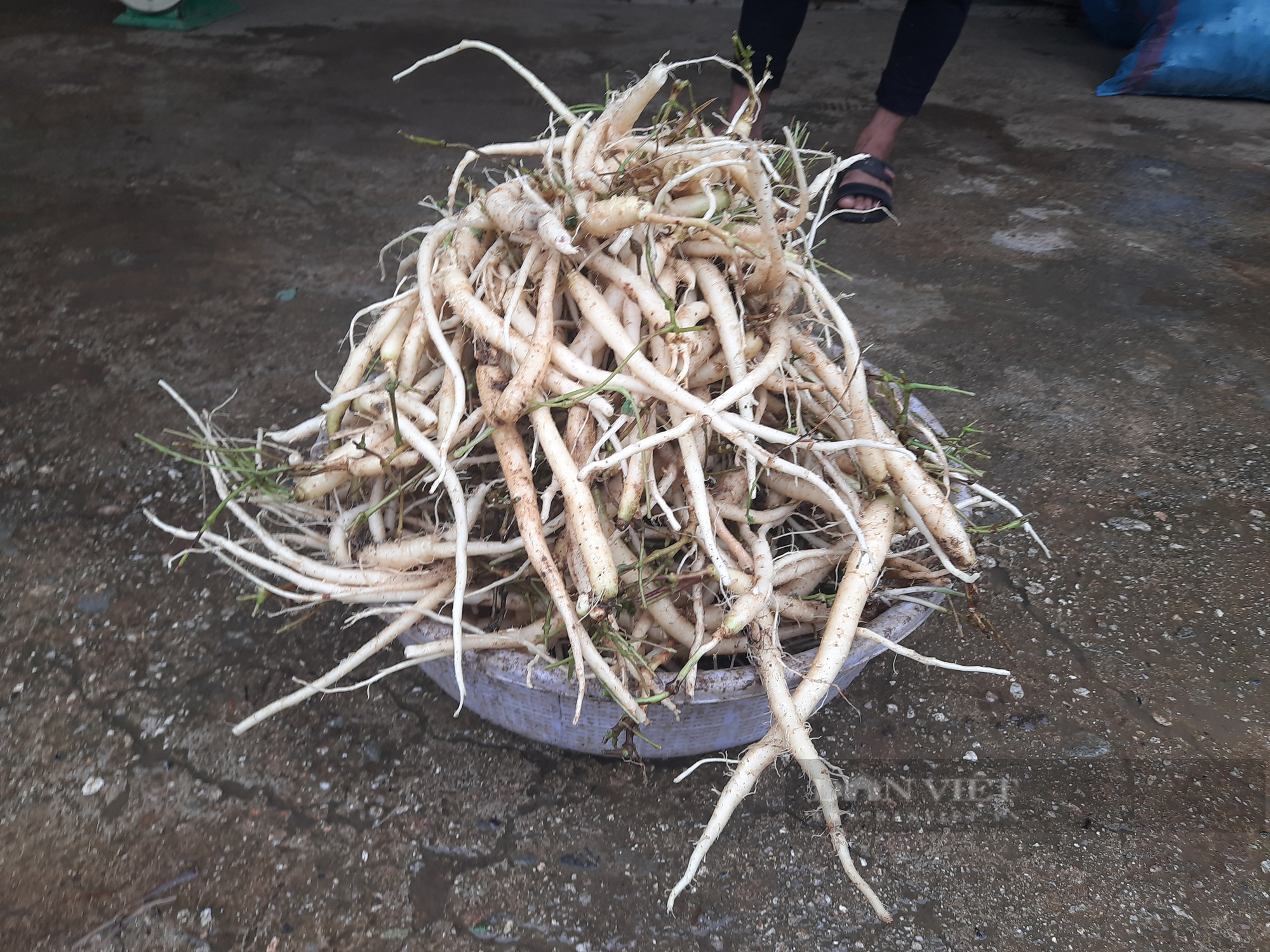 Kon Tum: Giá hồng đẳng sâm xuống thấp chưa từng có, người dân vùng núi Ngọc Linh lao đao - Ảnh 3.