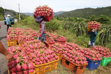 Cảnh báo: Thói 'ăn xổi' phá hỏng cơ hội của triệu người