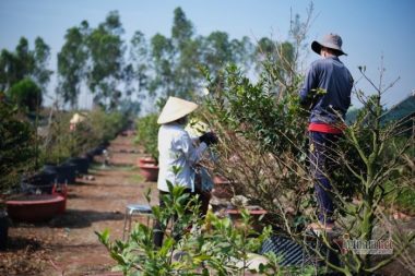 Nghề cực khổ: Đứng 10 tiếng xuyên nắng trưa, kiếm 300 ngàn tiêu Tết