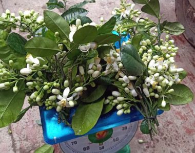 Lùng khắp vườn quê mua loài hoa trắng muốt, thơm lừng bán thu tiền triệu